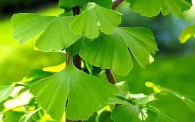 Meaning of the colour Green